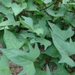 Feuilles de patates crues - 250g – Image 2