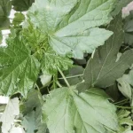 Feuilles d'Hibiscus précuites - 250g – Image 2