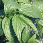 Corète Potagère émincé - 250g – Image 2