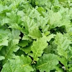 Feuilles d'Aubergine precuites - 250g – Image 2